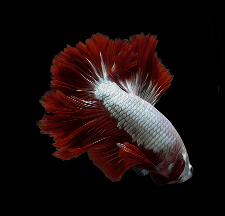 oil brush siames fighting fish.
Halfmoon  betta.
betta splendensの写真素材