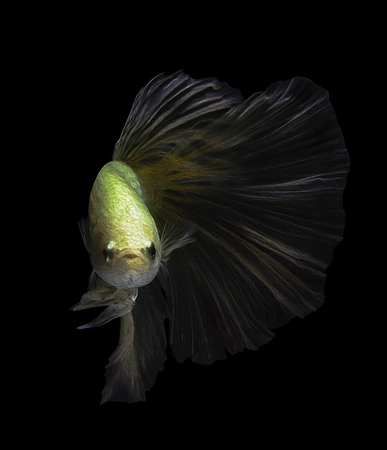 oil paint siames fighting fish.
Halfmoon Bet betta.
betta splendensの写真素材