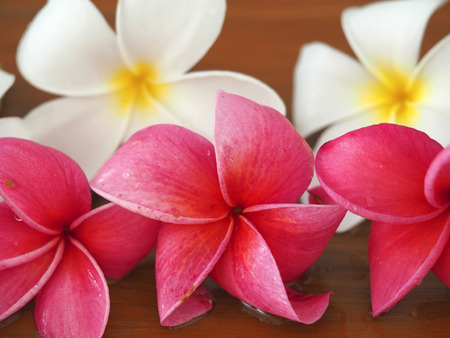 Frangipani tropical flowers, Plumeria flowers freshの写真素材