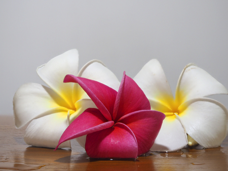 Frangipani tropical flowers, Plumeria flowers freshの写真素材