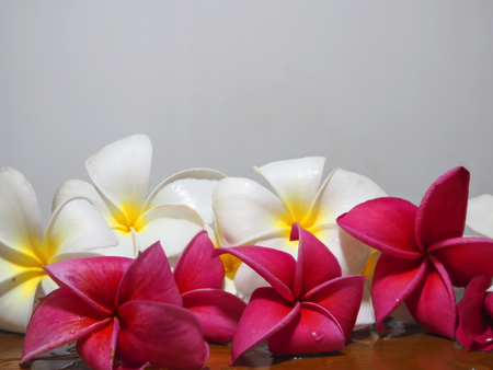Frangipani tropical flowers, Plumeria flowers freshの写真素材