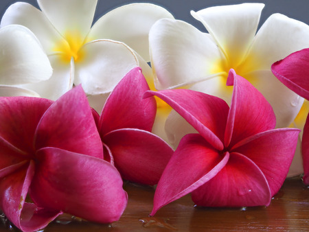 Frangipani tropical flowers, Plumeria flowers freshの写真素材
