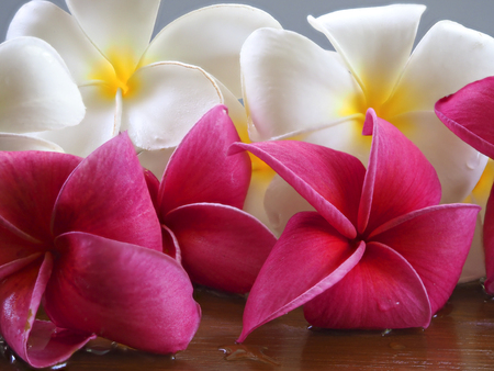 Frangipani tropical flowers, Plumeria flowers freshの写真素材