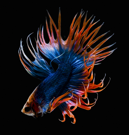 oil paint siames fighting fish.
Halfmoon Bet betta.
betta splendensの写真素材