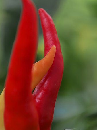 Red pepper on green backgroundの写真素材