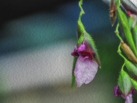 water drop on green leaveの写真素材
