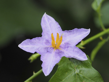 purple  flower in green background.の写真素材