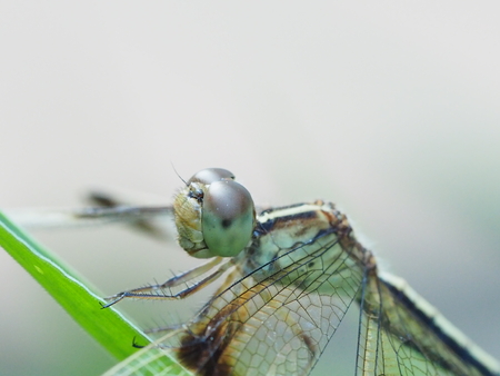 close up dragonfly and green backgroundの写真素材
