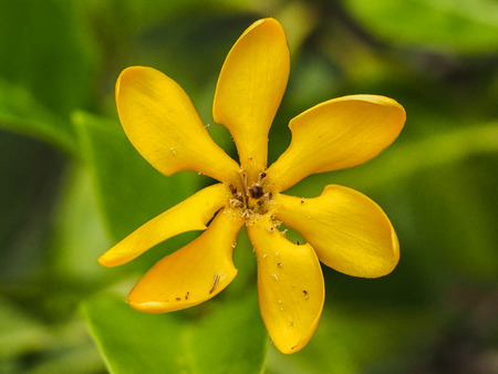 close up yellow flower in green backgroundの写真素材
