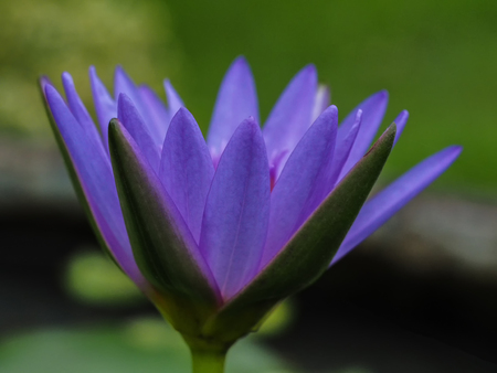 close up blue lilly side viewの写真素材
