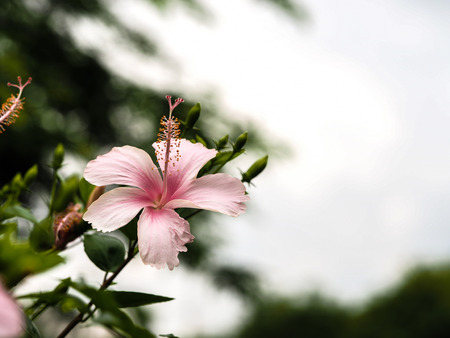 close up light pink side viewの写真素材