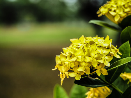 close up yellow flower in green backgroundの写真素材