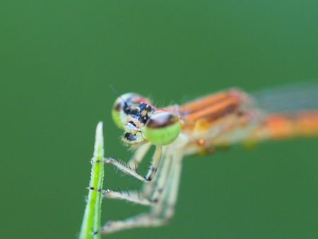 Damselfly in light green backgroundの写真素材