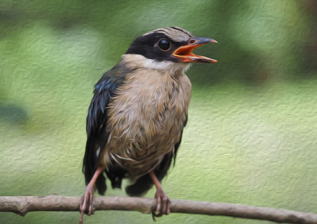 oil painting bird in green background.の写真素材