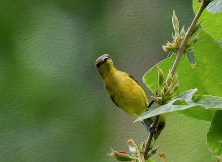 oil painting bird in green background.