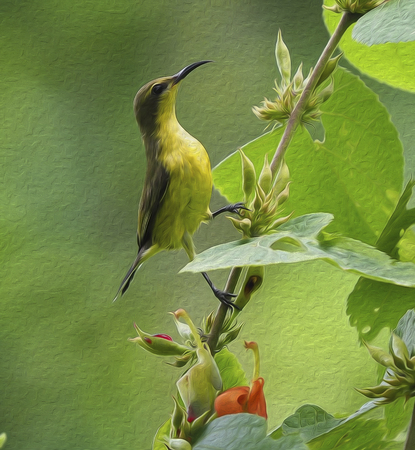 oil painting bird in green backgroundの写真素材
