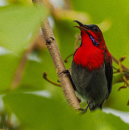 oil painting bird in green backgroundの写真素材
