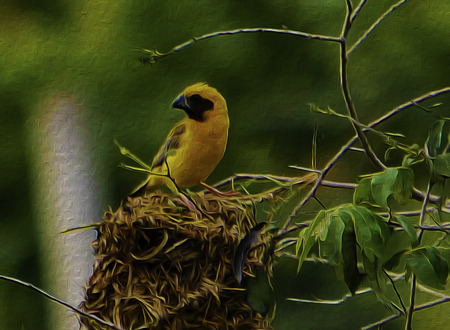 oil painting bird in green backgroundの写真素材