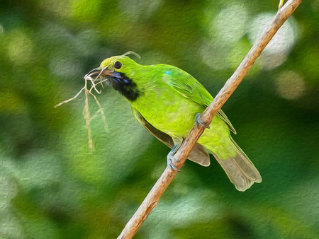 oil painting bird in green backgroundの写真素材