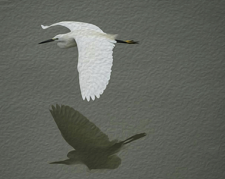 oil painting bird fly on the water.の写真素材