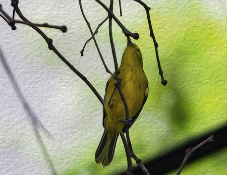 oil painting bird in green background.の写真素材