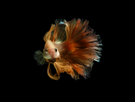 The motion of siames fighting fish in black background ,
Betta splendent fish.の写真素材