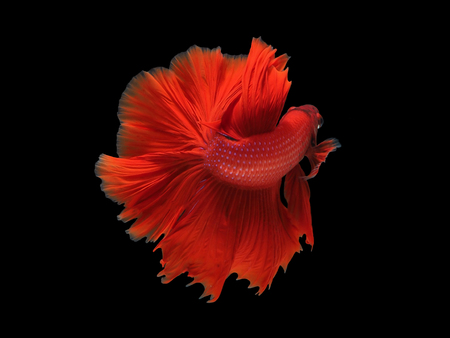 The motion of siames fighting fish in black background ,
Betta splendent fish.の写真素材