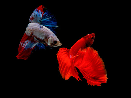 The motion of siames fighting fish in black background ,
Betta splendent fish.の写真素材
