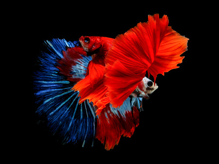 The motion of siames fighting fish in black background ,
Betta splendent fish.の写真素材