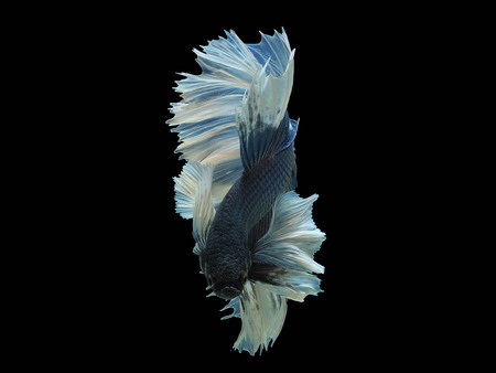 The motion of siames fighting fish ,
Betta splendens fish.の写真素材