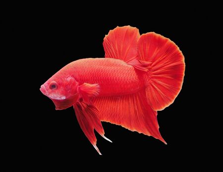 oil paint the motion of siames fighting fish.
betta splenden.の写真素材