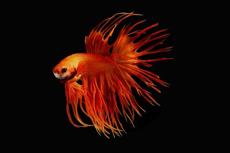 oil paint the motion of siames figthing fish.
betta splenden fish.の写真素材