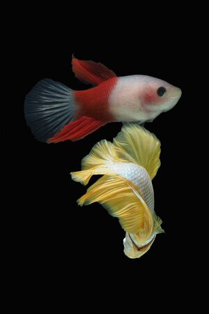oil paint the motion of siames figthing fish.betta splenden fish.
