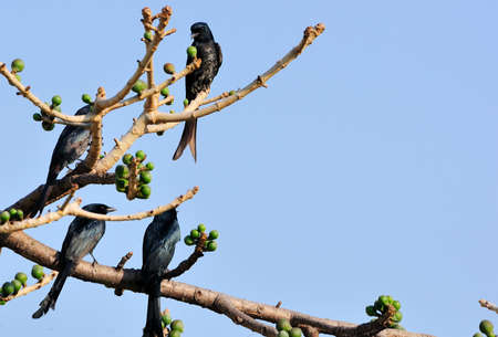 Four Black Drongosの写真素材