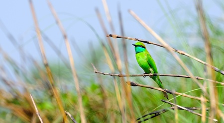 Green Bee-eater in the backdrop of blue sky sitting on a long grassの写真素材