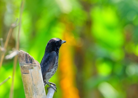 Immature Black Drongo sitting on a bamboo branchの写真素材