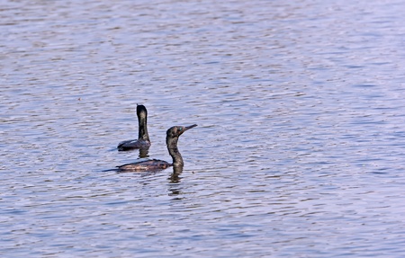 Two Indian Cormorants swimming in waterの写真素材