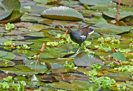 Bird, Common Moorhen searching for food in lake water amongst Lotus leaves and flower budsの写真素材