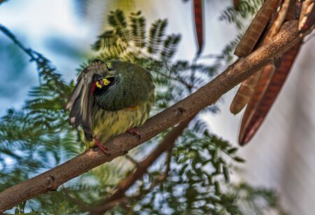 Beautiful small Bird Coppersmith Barbet perched branch scratching cleaning feathersの写真素材