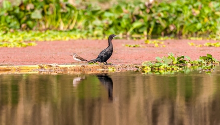 Little Cormorant and Green sandpiper, bird, sitting beside water edge, opposite faced, copy space