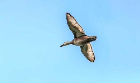 Red-crested Pochard,migratory, bird, Diving duck, Rhodonessa rufina, flying, copy spaceの写真素材