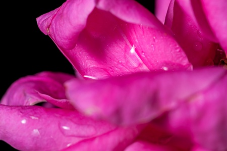 Close up, rose, water drop on petal, pink, inside, abstract, isolated on blackの写真素材