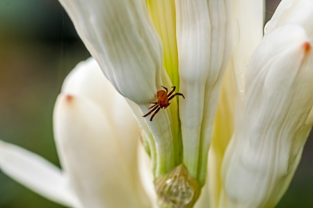 Brown Spider on white tube rose flower, close up, macro, copy space,の写真素材