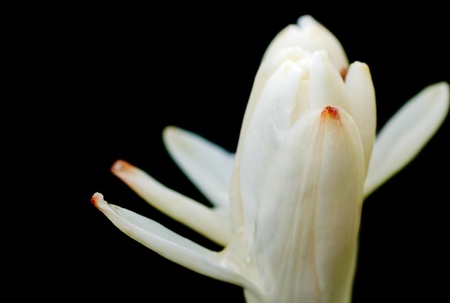 Three tube rose flowers, blooming, white, copy space, close up, macro,の写真素材
