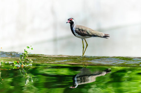 Red-wattled Lapwing bird sitting at the water edgeの写真素材