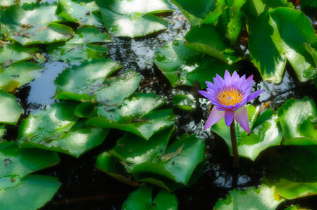 Water-lily flowers in a pond, Jaswant Thada, Jodhpur, Rajasthan, Indiaのeditorial素材