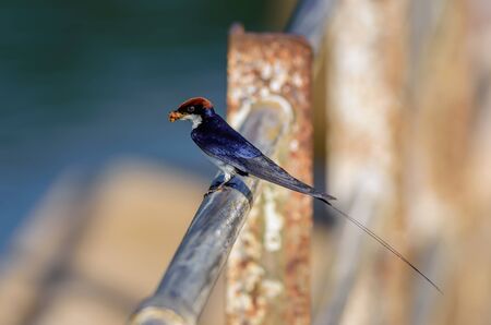 Small bird, Wire-tailed Swallow, Hirundo smithii, perched, copy spaceの写真素材