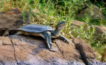 Indian Softshell Turtle aka Gangetic Softshell turtle, Nilssonia gangetica, sun bathing on a rock on the bank of Mahanadi River, with copy spaceの写真素材