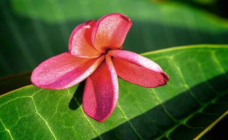 Close up of Pink Frangipani, Plumeria Sp flower with copy spaceの写真素材