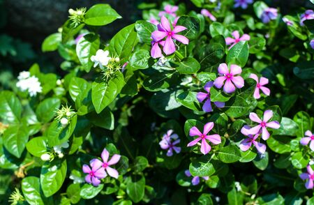 Foal Foot Flower With White Tulip In The Garden.の写真素材
